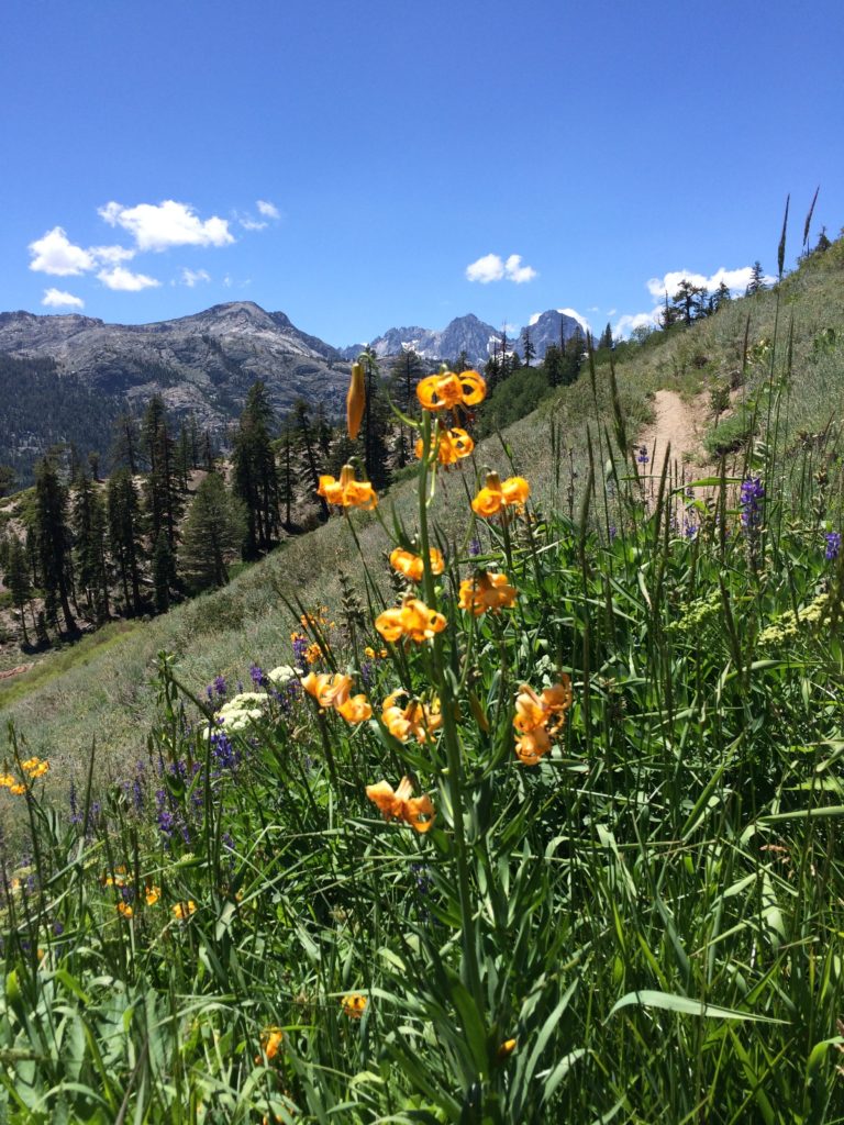 High Trail Wildflowers